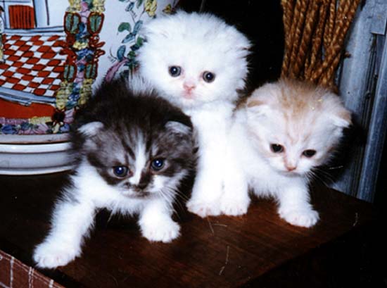 funny-Scottish Fold Cats-Baby -picture