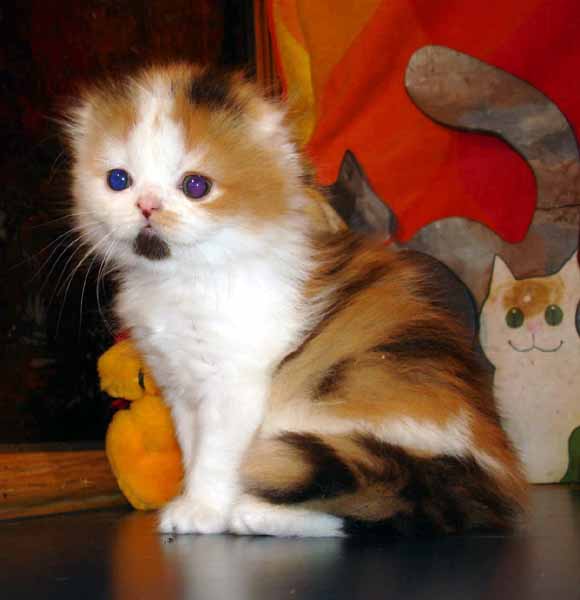 Kittens We Are Offering Now I M Called Root Beer And It Is Really