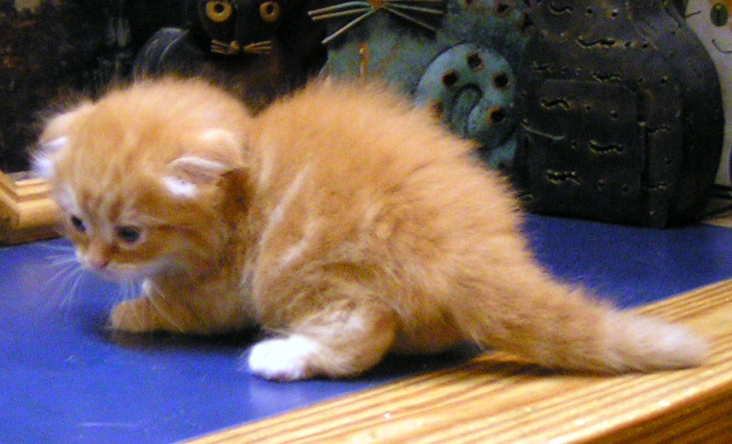 It S Summertime The Living Is Easy Kittens We Are Offering
