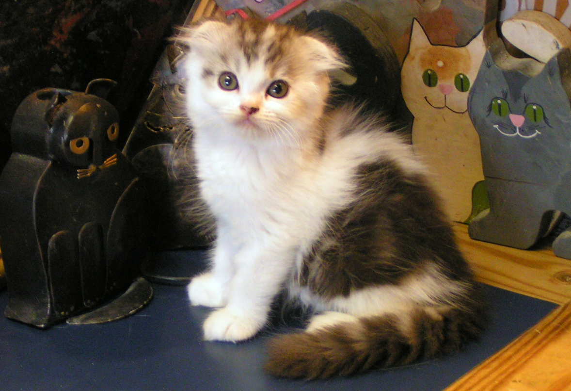 Kittens We Are Offering Now A Gorgeous Folded Long Hair